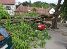 Kwikfynd Tree Cutting Services
jemalong