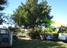 Kwikfynd Tree Management Services
jemalong