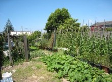 Kwikfynd Vegetable Gardens
jemalong